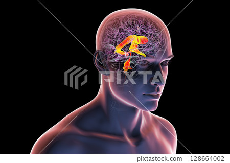 Ventricular system of the brain, 3D illustration Ventricular system of the brain, 3D illustration 128664002