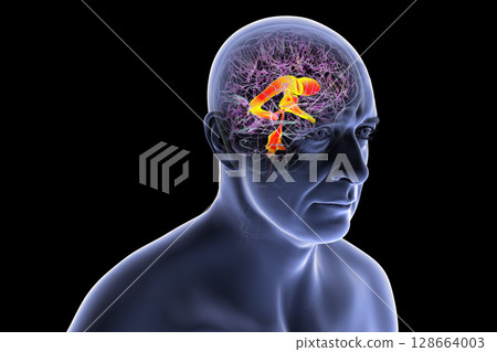 Ventricular system of the brain, 3D illustration 128664003