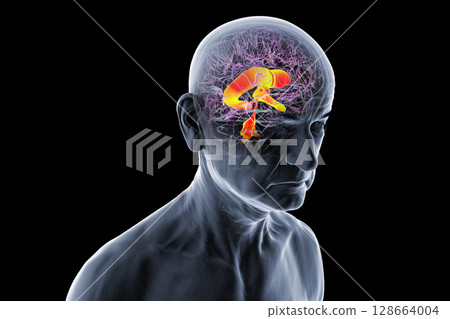 Ventricular system of the brain, 3D illustration 128664004