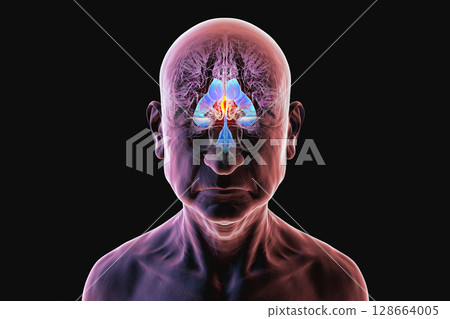 Third brain ventricle, 3D illustration 128664005