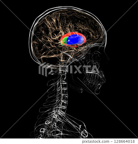 Human brain with caudate nucleus (red), thalamus (green), putamen (blue), and globus pallidus (yellow, not visible) highlighted, showing key basal ganglia and relay centers, 3D illustration Human brain with caudate nucleus (red), thalamus (green), putamen (blue), and globus pallidus (yellow, not visible) highlighted, showing key basal ganglia and relay centers, 3D illustration 128664018