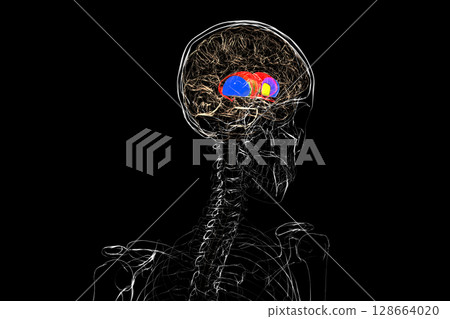Human brain with caudate nucleus (red), thalamus (green), putamen (blue), and globus pallidus (yellow) highlighted, showing key basal ganglia and relay centers, 3D illustration 128664020