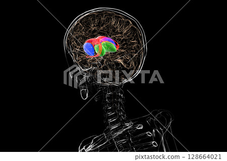 Human brain with caudate nucleus (red), thalamus (green), putamen (blue), and globus pallidus (yellow) highlighted, showing key basal ganglia and relay centers, 3D illustration 128664021