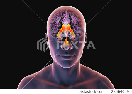 Ventricular system of the brain, 3D illustration 128664029