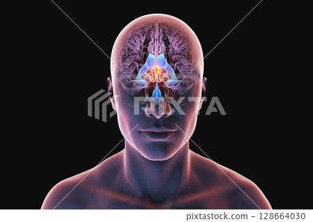 Third brain ventricle, 3D illustration Third brain ventricle, 3D illustration 128664030