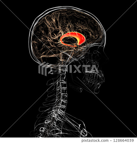 Human brain with highlighted caudate nucleus, 3D illustration. A deep gray matter structure involved in motor control, learning, memory, and reward-related behavior. Human brain with highlighted caudate nucleus, 3D illustration. A deep gray matter structure involved in motor control, learning, memory, and reward-related behavior. 128664039
