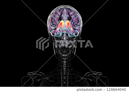 Human brain with highlighted caudate nucleus, 3D illustration. A deep gray matter structure involved in motor control, learning, memory, and reward-related behavior. 128664040
