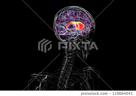 Human brain with highlighted caudate nucleus, 3D illustration. A deep gray matter structure involved in motor control, learning, memory, and reward-related behavior. 128664041