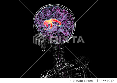 Human brain with highlighted caudate nucleus, 3D illustration. A deep gray matter structure involved in motor control, learning, memory, and reward-related behavior. Human brain with highlighted caudate nucleus, 3D illustration. A deep gray matter structure involved in motor control, learning, memory, and reward-related behavior. 128664042