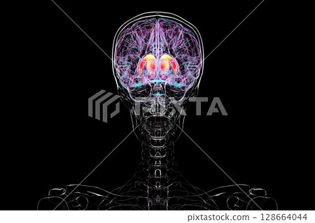 Human brain with highlighted caudate nucleus, 3D illustration. A deep gray matter structure involved in motor control, learning, memory, and reward-related behavior. 128664044