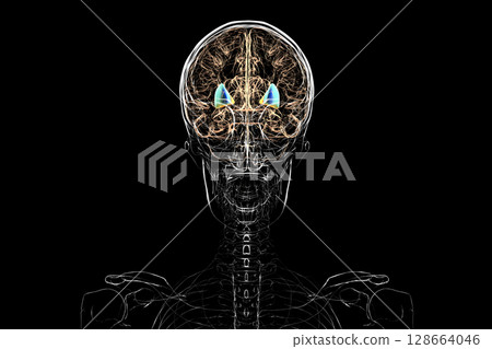 Human brain with highlighted putamen and globus pallidus, key basal ganglia structures involved in motor control and coordination, 3D illustration. 128664046