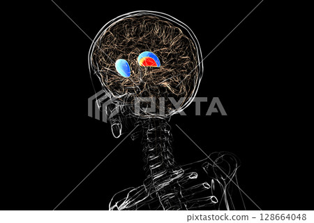 Human brain with highlighted putamen and globus pallidus, key basal ganglia structures involved in motor control and coordination, 3D illustration. Human brain with highlighted putamen and globus pallidus, key basal ganglia structures involved in motor control and coordination, 3D illustration. 128664048