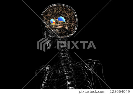 Human brain with highlighted putamen and globus pallidus, key basal ganglia structures involved in motor control and coordination, 3D illustration. Human brain with highlighted putamen and globus pallidus, key basal ganglia structures involved in motor control and coordination, 3D illustration. 128664049