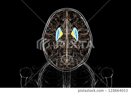 Human brain with highlighted putamen and globus pallidus, key basal ganglia structures involved in motor control and coordination, 3D illustration. 128664053