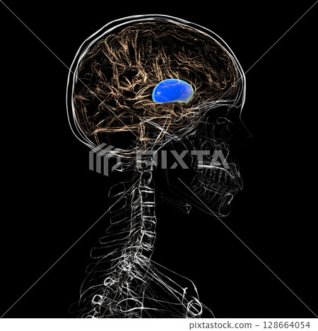 Human brain with highlighted putamen, a key basal ganglia structure involved in motor control and learning, 3D illustration. Human brain with highlighted putamen, a key basal ganglia structure involved in motor control and learning, 3D illustration. 128664054