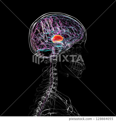 Thalamus of human brain, 3D illustration showing the paired deep gray matter structures that relay sensory and motor signals to the cerebral cortex. Thalamus of human brain, 3D illustration showing the paired deep gray matter structures that relay sensory and motor signals to the cerebral cortex. 128664055