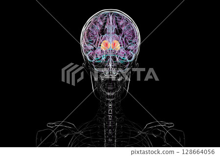 Thalamus of human brain, 3D illustration showing the paired deep gray matter structures that relay sensory and motor signals to the cerebral cortex. Thalamus of human brain, 3D illustration showing the paired deep gray matter structures that relay sensory and motor signals to the cerebral cortex. 128664056