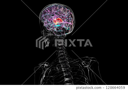 Thalamus of human brain, 3D illustration showing the paired deep gray matter structures that relay sensory and motor signals to the cerebral cortex. 128664059