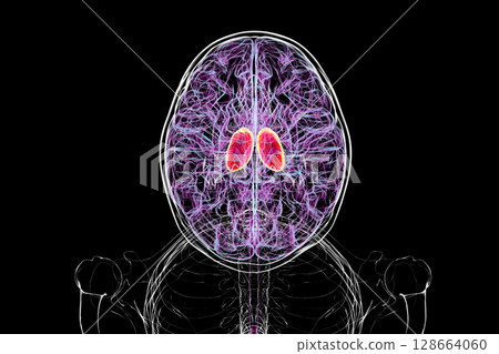 Thalamus of human brain, 3D illustration showing the paired deep gray matter structures that relay sensory and motor signals to the cerebral cortex. 128664060