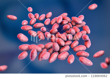 Brucella anthropi, formerly Ochrobactrum anthropi, an emerging opportunistic pathogen capable of degrading pharmaceuticals like Piracetam, 3D illustration. Rod-shaped, Gram-negative bacterium. 128664062