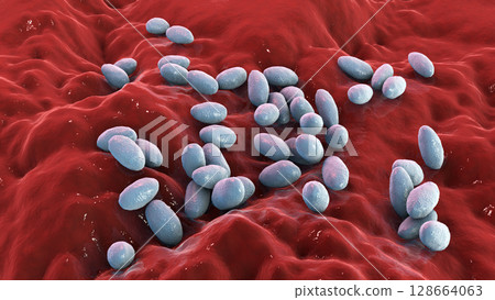 Brucella anthropi, formerly Ochrobactrum anthropi, an emerging opportunistic pathogen capable of degrading pharmaceuticals like Piracetam, 3D illustration. Rod-shaped, Gram-negative bacterium. 128664063
