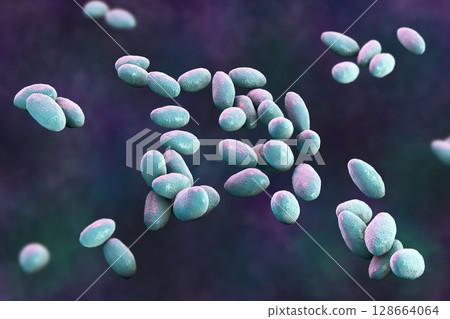 Brucella anthropi, formerly Ochrobactrum anthropi, an emerging opportunistic pathogen capable of degrading pharmaceuticals like Piracetam, 3D illustration. Rod-shaped, Gram-negative bacterium. 128664064
