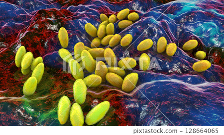 Brucella anthropi, formerly Ochrobactrum anthropi, an emerging opportunistic pathogen capable of degrading pharmaceuticals like Piracetam, 3D illustration. Rod-shaped, Gram-negative bacterium. 128664065