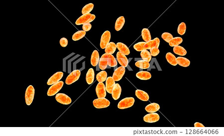 Brucella anthropi, formerly Ochrobactrum anthropi, an emerging opportunistic pathogen capable of degrading pharmaceuticals like Piracetam, 3D illustration. Rod-shaped, Gram-negative bacterium. 128664066