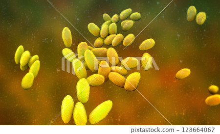 Brucella anthropi, formerly Ochrobactrum anthropi, an emerging opportunistic pathogen capable of degrading pharmaceuticals like Piracetam, 3D illustration. Rod-shaped, Gram-negative bacterium. 128664067