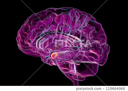Human brain with highlighted amygdala, 3D illustration 128664068