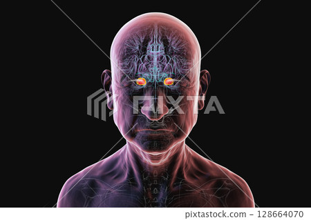 Human brain with highlighted amygdala, 3D illustration Human brain with highlighted amygdala, 3D illustration 128664070
