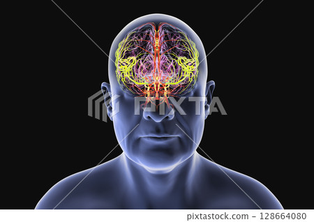 Middle cerebral artery, supplying blood to the frontal, temporal, and parietal lobes, crucial for brain function, 3D illustration 128664080