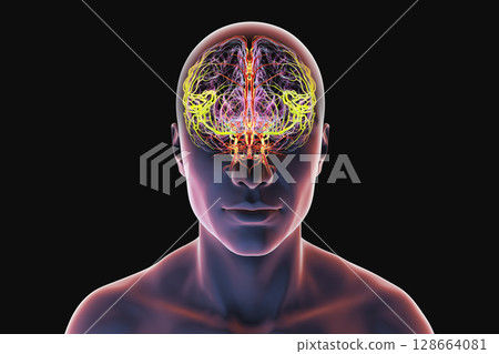 Middle cerebral artery, supplying blood to the frontal, temporal, and parietal lobes, crucial for brain function, 3D illustration 128664081