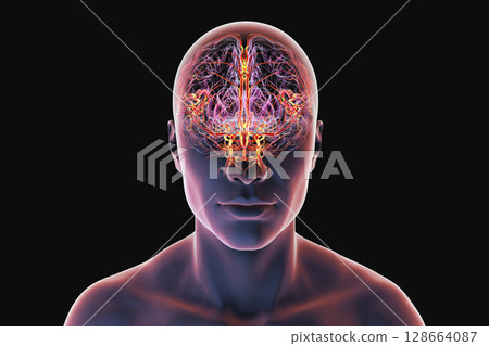 Brain arteries, 3D illustration Brain arteries, 3D illustration 128664087