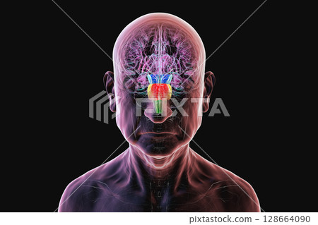 Human brain in a senior person with highlighted brain stem, vital for basic life functions and affected in age-related neurodegenerative diseases like Parkinson's and Alzheimer's, 3D illustration. Human brain in a senior person with highlighted brain stem, vital for basic life functions and affected in age-related neurodegenerative diseases like Parkinson's and Alzheimer's, 3D illustration. 128664090