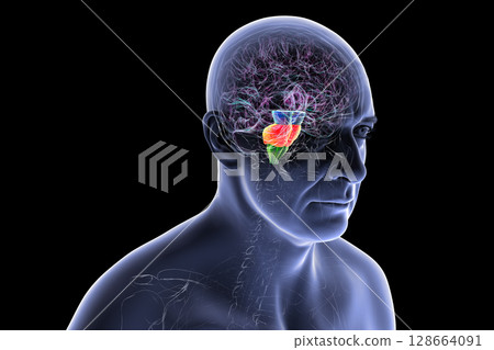 Brainstem highlighted in human brain, 3D illustration 128664091