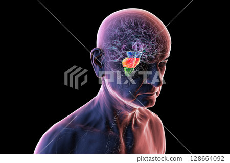 Human brain in a senior person with highlighted brain stem, vital for basic life functions and affected in age-related neurodegenerative diseases like Parkinson's and Alzheimer's, 3D illustration. 128664092