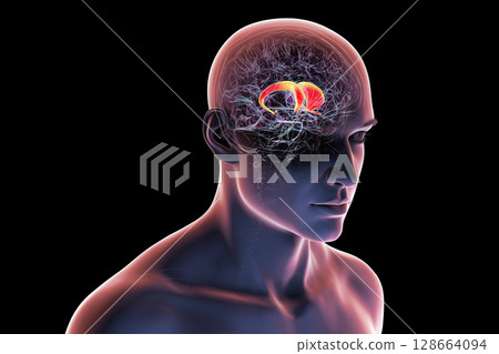 Human brain with highlighted caudate nucleus, 3D illustration. A deep gray matter structure involved in motor control, learning, memory, and reward-related behavior. 128664094