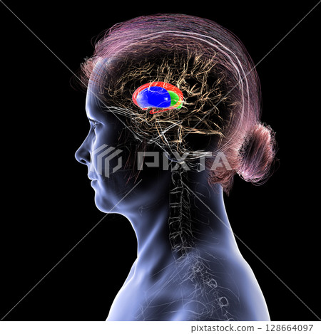 Human brain with caudate nucleus (red), thalamus (green), putamen (blue), and globus pallidus (yellow, not visible) highlighted, showing key basal ganglia and relay centers, 3D illustration 128664097