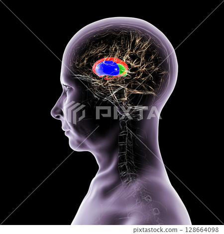 Human brain with caudate nucleus (red), thalamus (green), putamen (blue), and globus pallidus (yellow, not visible) highlighted, showing key basal ganglia and relay centers, 3D illustration 128664098