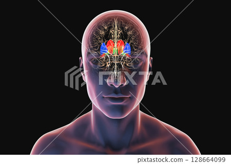 Human brain with caudate nucleus (red), thalamus (green), putamen (blue), and globus pallidus (yellow) highlighted, showing key basal ganglia and relay centers, 3D illustration 128664099