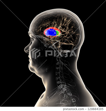 Human brain with caudate nucleus (red), thalamus (green), putamen (blue), and globus pallidus (yellow, not visible) highlighted, showing key basal ganglia and relay centers, 3D illustration Human brain with caudate nucleus (red), thalamus (green), putamen (blue), and globus pallidus (yellow, not visible) highlighted, showing key basal ganglia and relay centers, 3D illustration 128664105