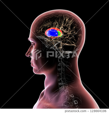 Human brain with caudate nucleus (red), thalamus (green), putamen (blue), and globus pallidus (yellow, not visible) highlighted, showing key basal ganglia and relay centers, 3D illustration Human brain with caudate nucleus (red), thalamus (green), putamen (blue), and globus pallidus (yellow, not visible) highlighted, showing key basal ganglia and relay centers, 3D illustration 128664106