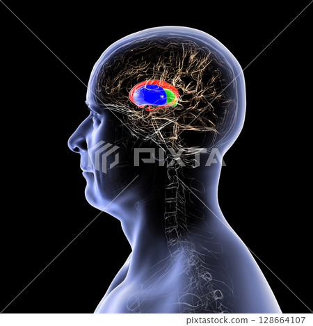 Human brain with caudate nucleus (red), thalamus (green), putamen (blue), and globus pallidus (yellow, not visible) highlighted, showing key basal ganglia and relay centers, 3D illustration Human brain with caudate nucleus (red), thalamus (green), putamen (blue), and globus pallidus (yellow, not visible) highlighted, showing key basal ganglia and relay centers, 3D illustration 128664107
