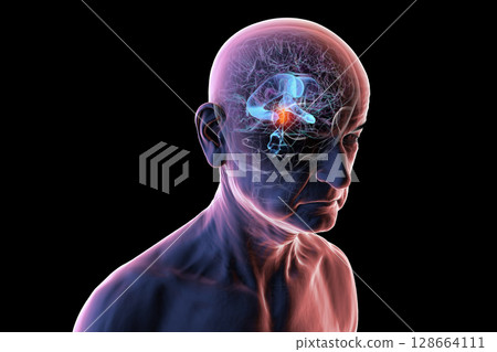 Cerebral aqueduct and ventricles, 3D illustration 128664111