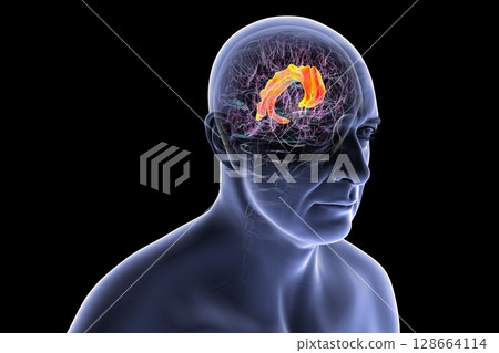 Human brain highlighting the cingulate gyrus, 3D illustration 128664114