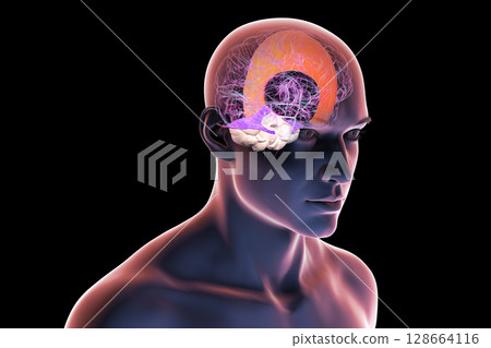 Human brain with highlighted falx cerebri and tentorium cerebelli, major dural folds separating brain hemispheres and cerebellum for structural support and protection, 3D illustration. Human brain with highlighted falx cerebri and tentorium cerebelli, major dural folds separating brain hemispheres and cerebellum for structural support and protection, 3D illustration. 128664116