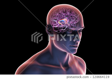 Human brain with highlighted brain fornix, 3D illustration showing memory processing and limbic system function; pathology linked to memory loss. Human brain with highlighted brain fornix, 3D illustration showing memory processing and limbic system function; pathology linked to memory loss. 128664119