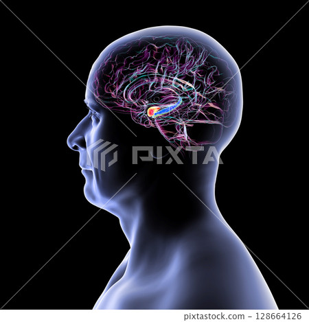 Human brain mid-section with highlighted amygdala (red) and hippocampus (blue), key regions affected in Alzheimer's disease, linked to memory loss and emotional disruption, 3D illustration. Human brain mid-section with highlighted amygdala (red) and hippocampus (blue), key regions affected in Alzheimer's disease, linked to memory loss and emotional disruption, 3D illustration. 128664126