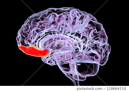 Gyrus rectus of human brain, 3D illustration. This medial frontal lobe structure is linked to cognition, emotion, and olfaction. 128664158